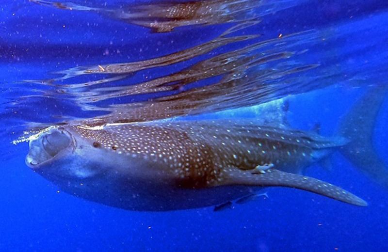 to make coronavirus vaccine half million sharks may be killed says experts bsm