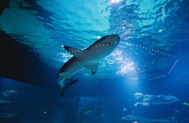 to make coronavirus vaccine half million sharks may be killed says experts bsm