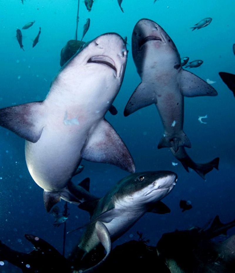 to make coronavirus vaccine half million sharks may be killed says experts bsm