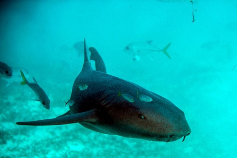 to make coronavirus vaccine half million sharks may be killed says experts bsm
