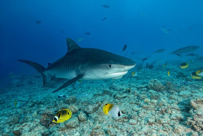 to make coronavirus vaccine half million sharks may be killed says experts bsm