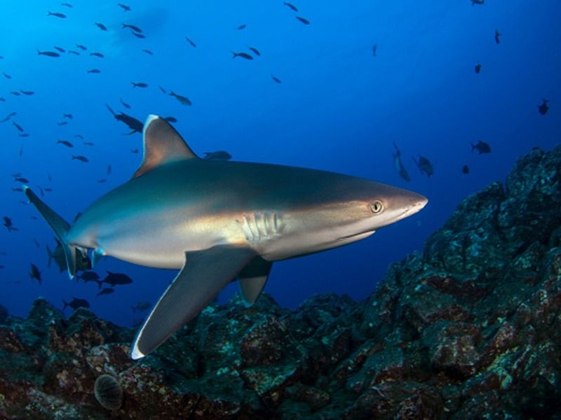 to make coronavirus vaccine half million sharks may be killed says experts bsm