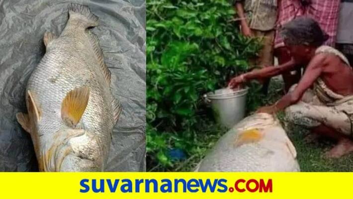 West Bengal woman turns rich overnight after pulling out 52 kg fish from river pod West Bengal woman turns rich overnight after pulling out 52 kg fish from river pod