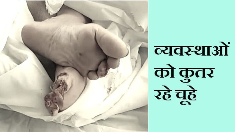इंदौर, मध्य प्रदेश. यह शर्मनाक तस्वीर इंदौर के यूनिक अस्पताल की है। यहां अस्पताल के स्टाफ की लापरवाही से 87 वर्षीय नवीनचंद्र जैन की लाश को चूहे कुतर गए। कोरोना से इनकी मौत हुई थी। अस्पताल में मर्च्यूरी नहीं है। लिहाजा, लाश को बेसमेंट में रख दिया गया। रात को चूहे लाश की आंख और पैरों की उंगुलियां कुतर गए। मामला रविवार रात का है। सोमवार सुबह जब परिजन लाश लेने पहुंचे और कफन उठाया, तो हंगामा खड़ा हो गया। इस घटना का वीडियो वायरल होने के बाद प्रशासन ने मजिस्ट्रियल जांच के आदेश दिए हैं।
आगे पढ़ें...9 दिन पहले मर चुका था पिता, बेटे को लगा कि अस्पताल में उसका डॉक्टर अच्छे से ख्याल रख रहे हैं