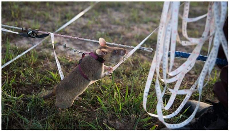 mine detecting rat Magawa wins gold medal for bravery