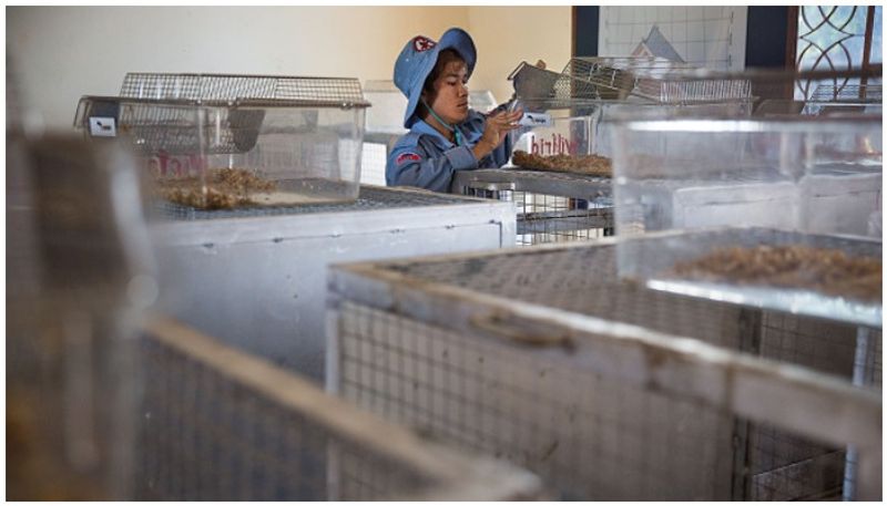 mine detecting rat Magawa wins gold medal for bravery