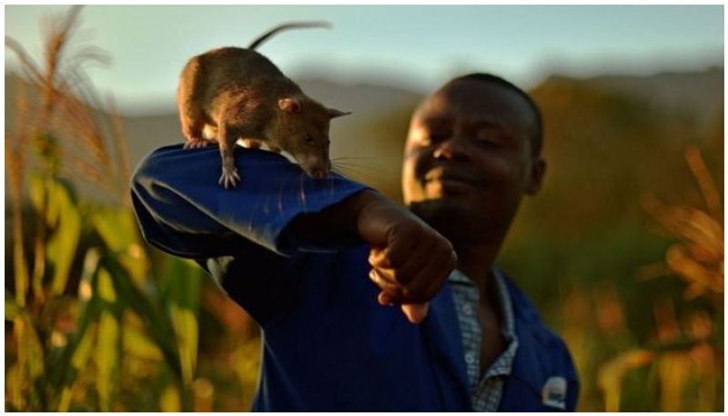mine detecting rat Magawa wins gold medal for bravery