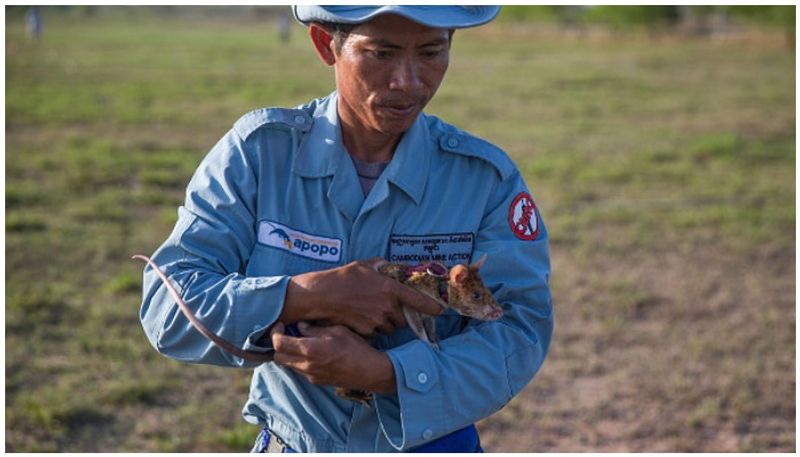mine detecting rat Magawa wins gold medal for bravery