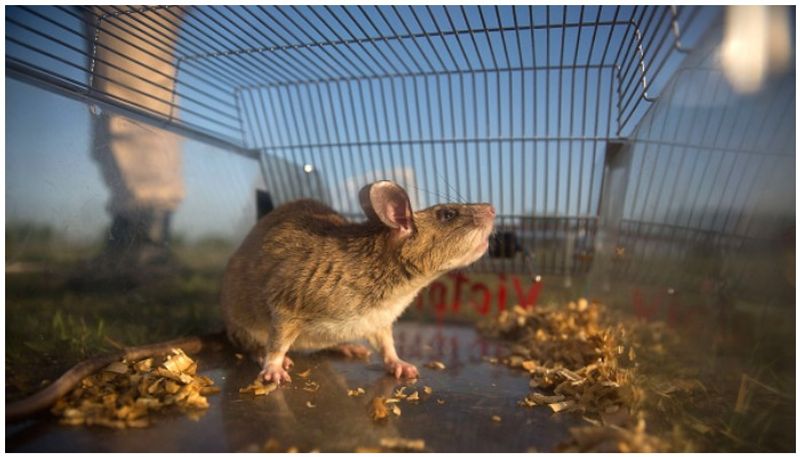 mine detecting rat Magawa wins gold medal for bravery