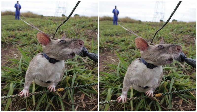 mine detecting rat Magawa wins gold medal for bravery