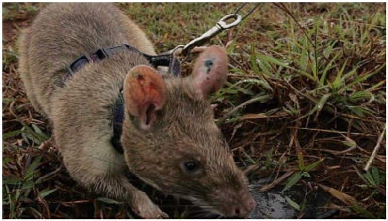 mine detecting rat Magawa wins gold medal for bravery