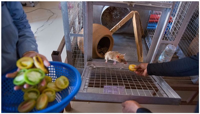 mine detecting rat Magawa wins gold medal for bravery