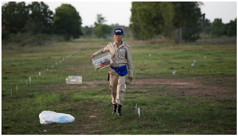 mine detecting rat Magawa wins gold medal for bravery
