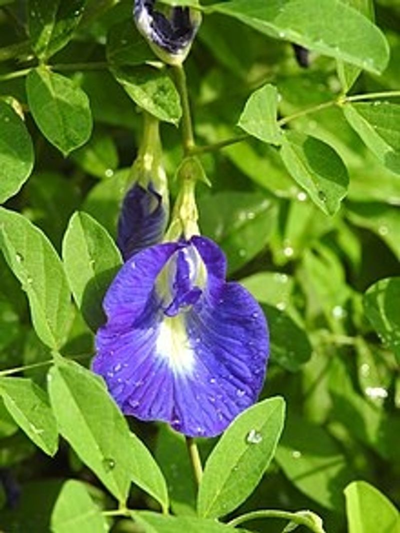 Blue Pea Tea boosts your memory power dpl