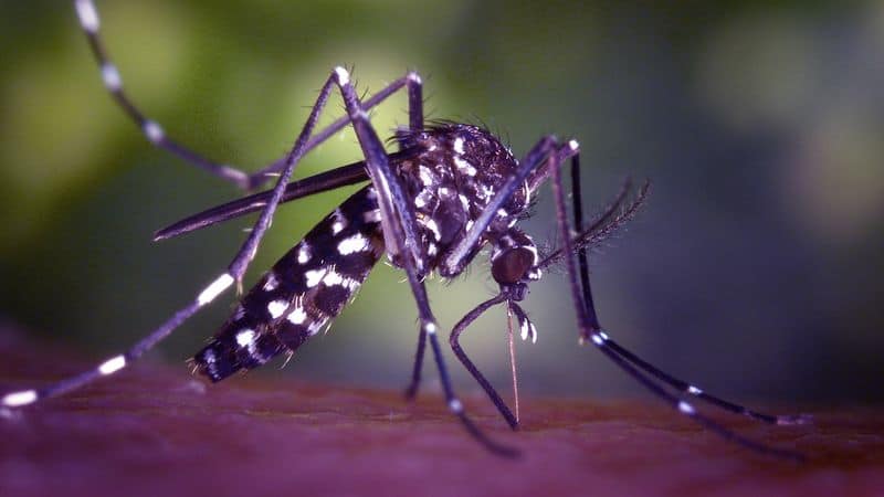 Oh my God .. Mothers Ushar, 41 children in Tamil Nadu are affected by dengue .. Minister Pakir informed.