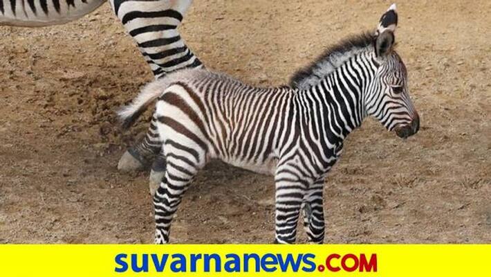 Zebra Gives Birth to Baby Zebra in Bannerghatta National Parkgrg Zebra Gives Birth to Baby Zebra in Bannerghatta National Parkgrg