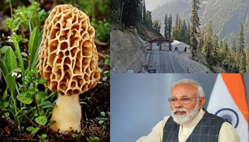from 40000 rs kilo mushroom to siddu pm modis menu for atal tunnel inauguration bsm