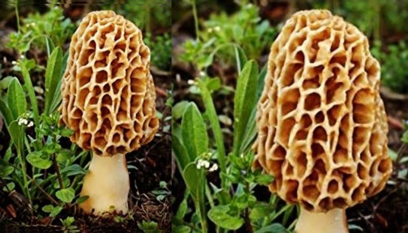 from 40000 rs kilo mushroom to siddu pm modis menu for atal tunnel inauguration bsm