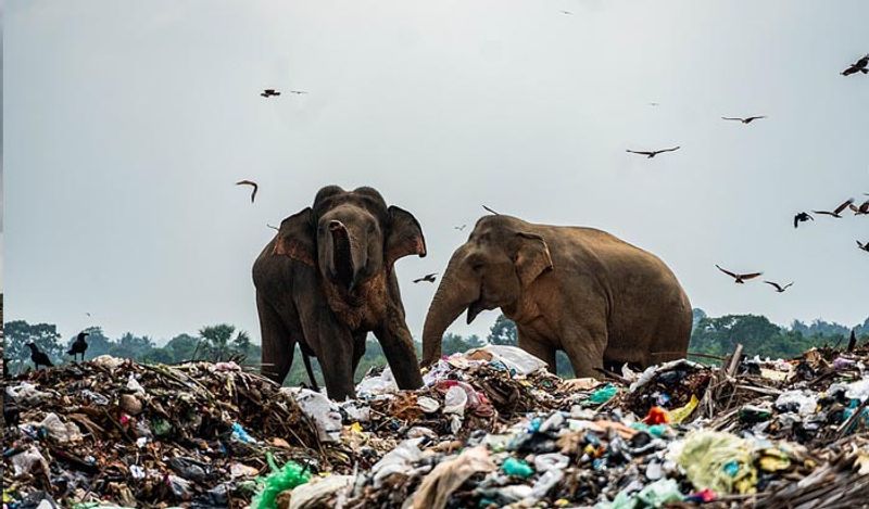 दो हाथी डंप में भोजन की तलाश करते हुए। यहां हाथियों के साथ पक्षी भी नजर आते हैं। वो खाने के लिए हाथियों से लड़ते भी है। पहले डंप के चारों ओर एक बाड़ लगाई गई थी, लेकिन अब यह टूट गया है और हाथियों को प्रवेश करने से रोकने में असमर्थ है। 