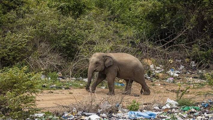 Elephant kills a man in Sonamukhi at Bankura BTG Elephant kills a man in Sonamukhi at Bankura BTG