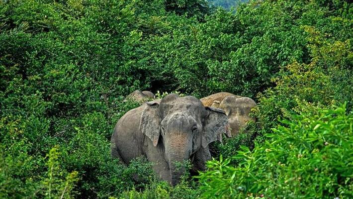 autorickshaw parked in the backyard of a house in Munnar was beaten up by a wild elephant autorickshaw parked in the backyard of a house in Munnar was beaten up by a wild elephant