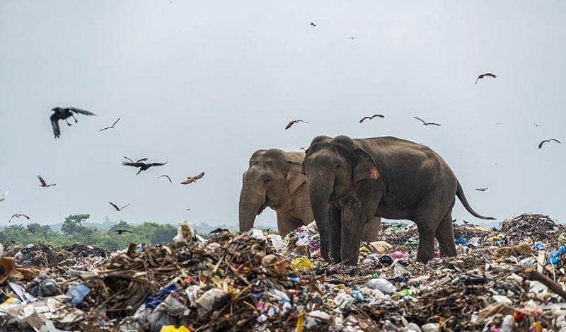 सामन्थुराई, कलमुनाई, करैथेवु, निथावुर, अडालचैचेनई, अक्कैरिपट्टु और अलायदी वेम्बु सहित जिलों से कचरा इस जंगल में फेंक दिया जाता है। 