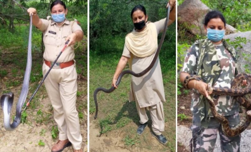 दरअसल, सांपों का रेस्क्यू करने वाली महिला राजस्थान के सिरोही जिले के पिंडवाड़ा इलाके की रहने वाली हैं। जिनका नाम अंजू चौहान और वह वन विभाग में एक वन रक्षक पद पर अपनी सेवाएं दे रही हैं। वह अपनी नौकरी के साथ-साथ इस काम को पूरी जिम्मेदारी के साथ निभा रही हैं। उनके इलाके में जब कभी किसी के घर में सांप निकलता है तो अंजू चौहान को ही बुलाया जाता है। 