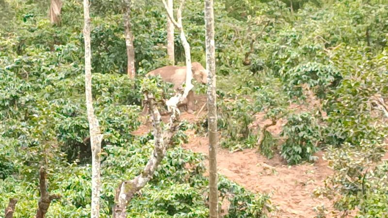 5 Dyas baby elephant injured at coffee-estate-at-sakleshpur-hassan rbj