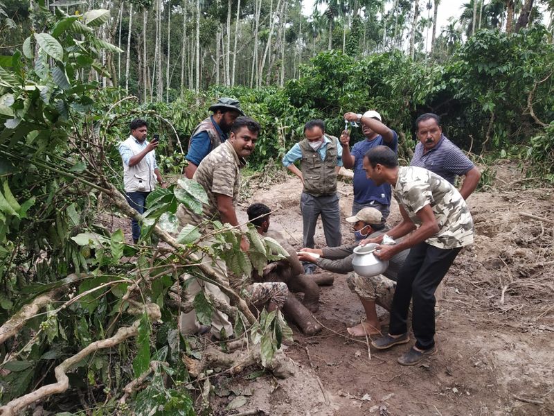 5 Dyas baby elephant injured at coffee-estate-at-sakleshpur-hassan rbj