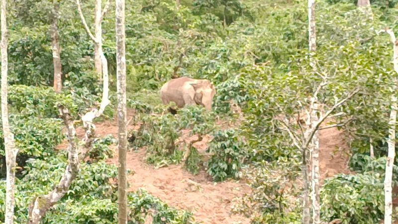 5 Dyas baby elephant injured at coffee-estate-at-sakleshpur-hassan rbj