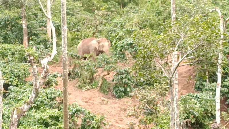5 Dyas baby elephant injured at coffee-estate-at-sakleshpur-hassan rbj