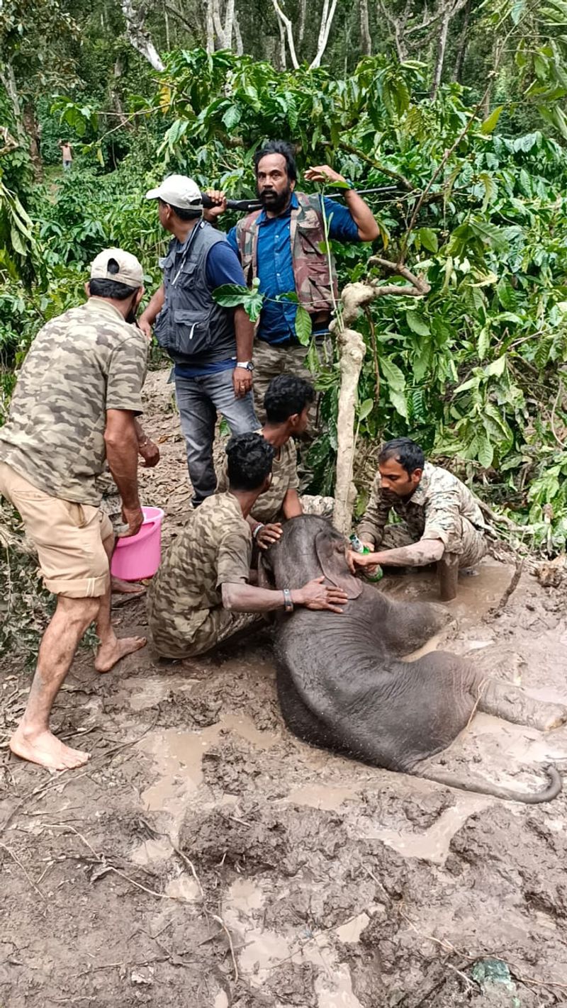 5 Dyas baby elephant injured at coffee-estate-at-sakleshpur-hassan rbj