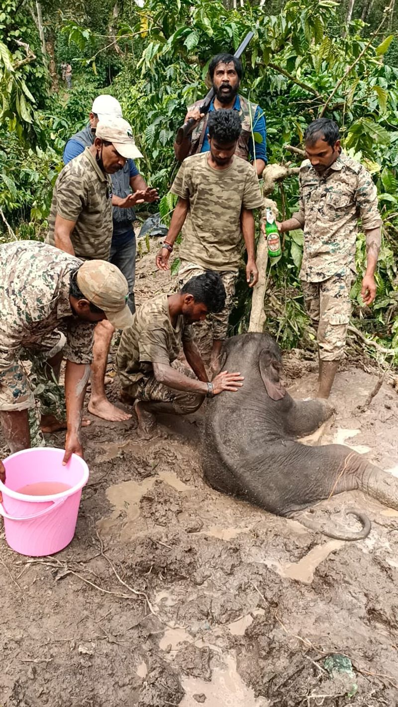 5 Dyas baby elephant injured at coffee-estate-at-sakleshpur-hassan rbj