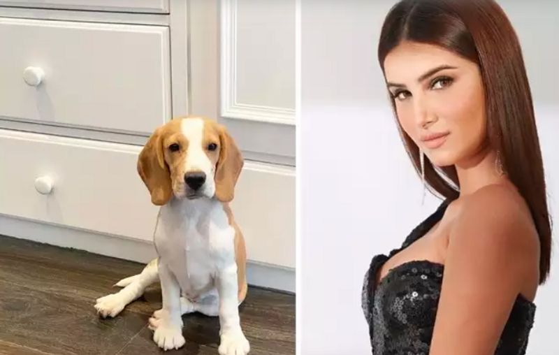 Alia Bhatt to Priyanka Chopra : Celebrities who welcomed pets amid the lockdown dpl