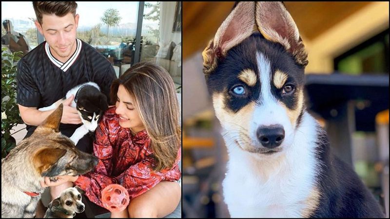 Alia Bhatt to Priyanka Chopra : Celebrities who welcomed pets amid the lockdown dpl