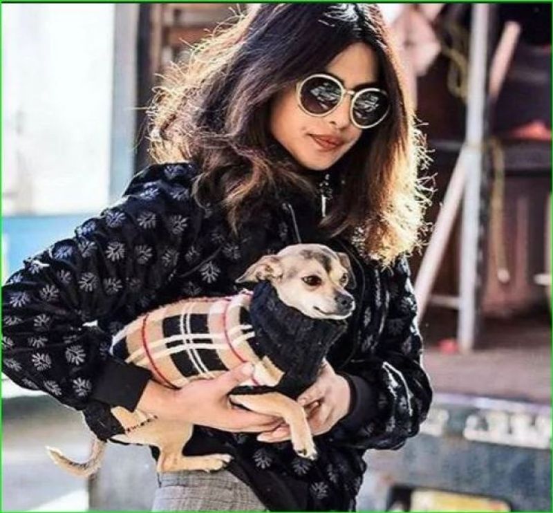 Alia Bhatt to Priyanka Chopra : Celebrities who welcomed pets amid the lockdown dpl