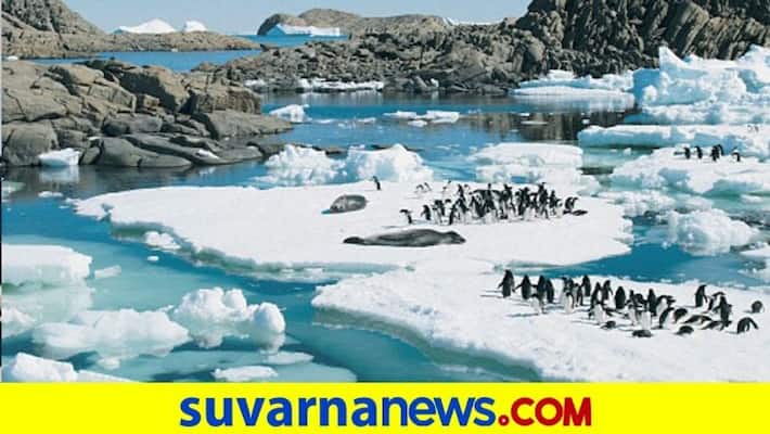 Climate crisis: 5 thousand year-old penguin graveyard revealed by retreating Antarctic ice dpl Climate crisis: 5 thousand year-old penguin graveyard revealed by retreating Antarctic ice dpl