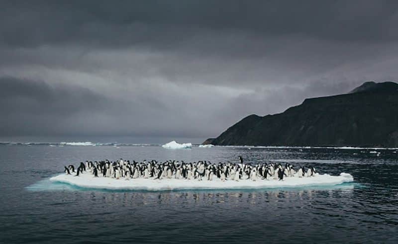 Climate crisis: 5 thousand year-old penguin graveyard revealed by retreating Antarctic ice dpl