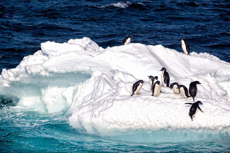Climate crisis: 5 thousand year-old penguin graveyard revealed by retreating Antarctic ice dpl