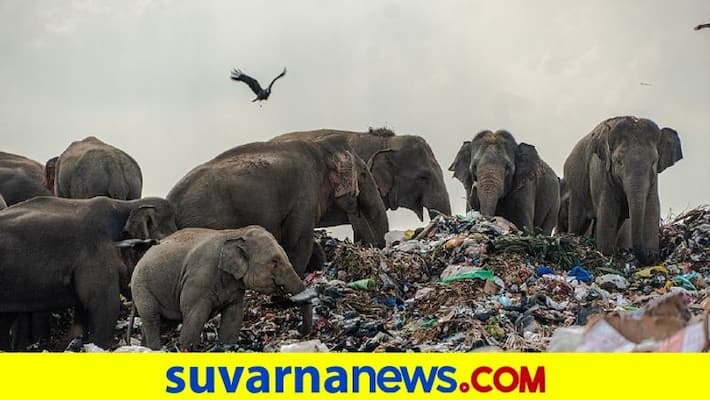 Heart-breaking images show elephant herd eating garbage at Sri Lankan refuse facility - where they accidentally consume plastic dpl Heart-breaking images show elephant herd eating garbage at Sri Lankan refuse facility - where they accidentally consume plastic dpl
