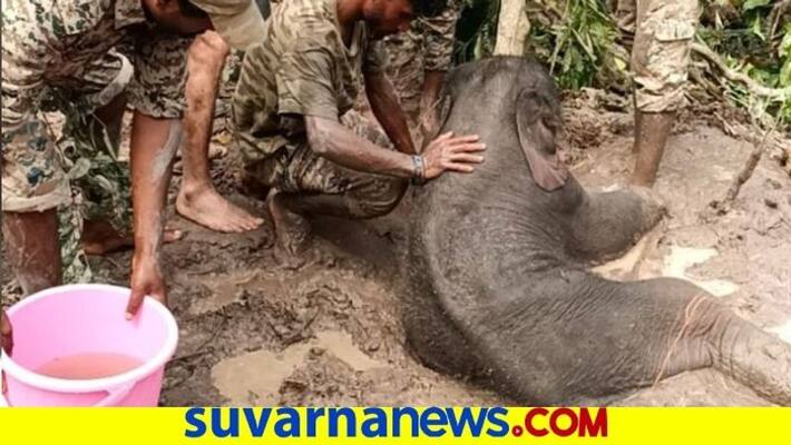 baby elephant Shifts to Shivamogga sakrebailu from Hassn rbj baby elephant Shifts to Shivamogga sakrebailu from Hassn rbj