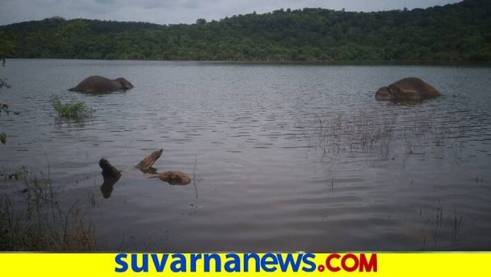 2 Elephant Dies From Electric Shock At Kanakapura snr 2 Elephant Dies From Electric Shock At Kanakapura snr
