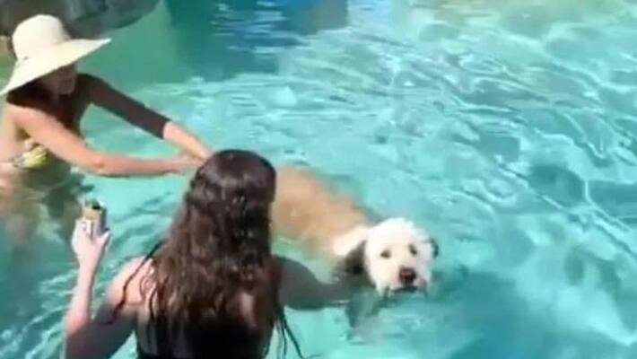 viral video of Pet dog swims in pool viral video of Pet dog swims in pool