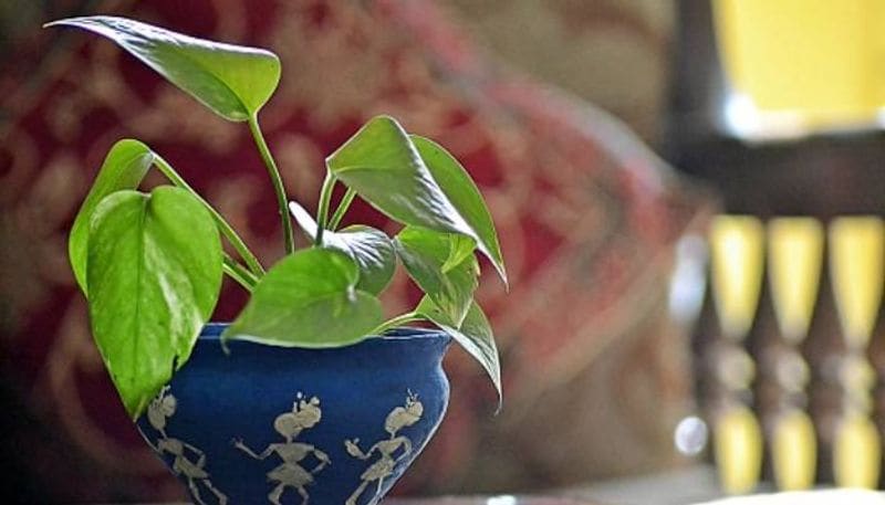 మనీ ప్లాంట్ (money plant) : ఈ మొక్కలు చాలామందికి తెలుసు. మట్టిలో, నీళ్లలో ఎక్కడ పెట్టినా ఇట్టే పెరుగుతుంది. ఈ మొక్క ఇంట్లో ఉంటే డబ్బులకు కొదవ ఉండదని నమ్ముతారు. కానీ ఈ ప్లాంట్ కూడా గాలిని శుద్ది చేసి ఎయిర్ ప్యూరిఫైయర్గా పనిచేస్తుందని చాలామందికి తెలియదు.