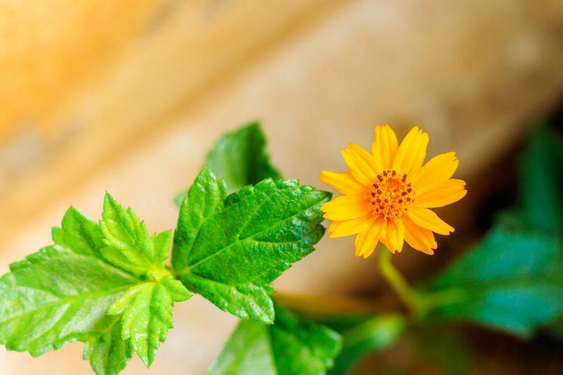 how to grow Singapore Daisy in our home