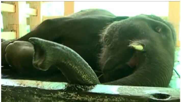 baby elephant pinchu died in munnar baby elephant pinchu died in munnar