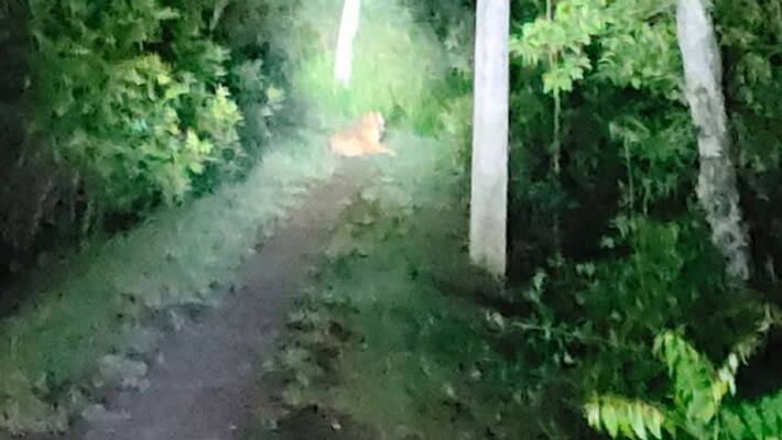 Tiger in village makes panic at Kultoli BTD Tiger in village makes panic at Kultoli BTD