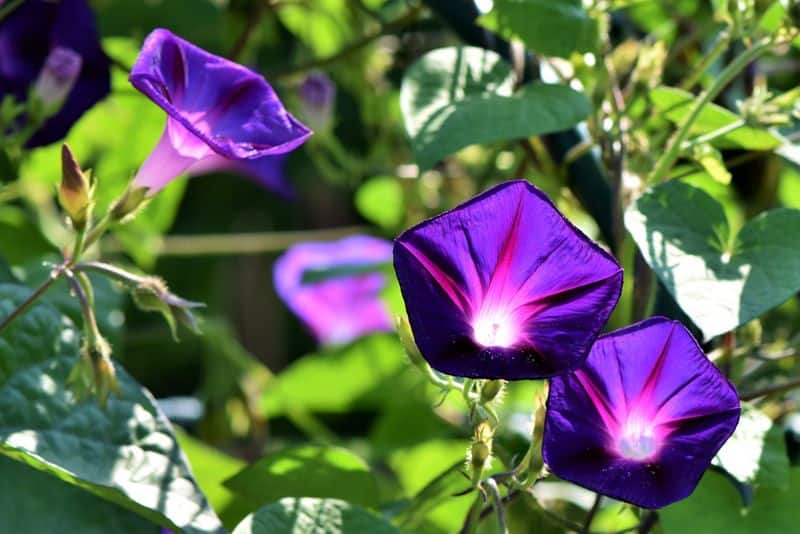 how to grow morning glory in our garden