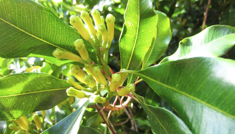 <p><strong>অশ্বগন্ধা-</strong> অশ্বগন্ধা একটি অত্যন্ত উপকারি ভেষজ। বাতের ব্যথা থেকে শুরু করে অনিদ্রা এই সব সমস্যা নিরাময়ে অশ্বগন্ধার কোনও বিকল্প নেই বললেই চলে। </p>