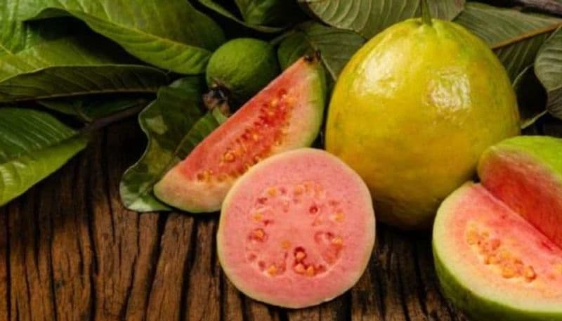 <p><strong>ಯುವಿ ಕಿರಣಗಳಿಂದ ರಕ್ಷಣೆ :</strong> ಸೀಬೆ ಹಣ್ಣಿನಲ್ಲಿ ಲೈಕೊಪೀನ್ ಅಂಶವಿದೆ. ಇದು ಯುವಿ ಕಿರಣಗಳಿಂದ ನಮ್ಮ ಸ್ಕಿನ್ ಅನ್ನು ರಕ್ಷಿಸುತ್ತದೆ. ಗುಲಾಬಿ ಸೀಬೆಯಲ್ಲಿ ಆ್ಯಂಟಿ ಆಕ್ಸಿಡೆಂಟ್ಗಳಿದ್ದು, ಸೂರ್ಯನ ಹಾನಿಯಿಂದ ರಕ್ಷಿಸುವ ಶಕ್ತಿಯನ್ನು ನೀಡುತ್ತದೆ. ಯುವಿ ಕಿರಣಗಳು ಮತ್ತು ಪರಿಸರ ಮಾಲಿನ್ಯದ ವಿರುದ್ಧ ಹೋರಾಡುವಲ್ಲಿ ಹೆಸರುವಾಸಿಯಾದ ಲೈಕೋಪೆನ್ ಎಂಬ ಸಂಯುಕ್ತವು ಸೀಬೆಯಲ್ಲಿ ಹೆಚ್ಚಿನ ಪ್ರಮಾಣದಲ್ಲಿ ಕಂಡುಬರುತ್ತದೆ. ನಿಖರವಾಗಿ ಹೇಳುವುದಾದರೆ, ಒಂದು ಹಣ್ಣಿನ ತುಂಡು ಸುಮಾರು 2.9 ಗ್ರಾಂ ಲೈಕೋಪೆನ್ ಅನ್ನು ಒದಗಿಸಬಹುದು; ಮತ್ತು ಟೊಮ್ಯಾಟೊದಲ್ಲಿರುವ ಪ್ರಮಾಣಕ್ಕಿಂತ ಎರಡು ಪಟ್ಟು ಹೆಚ್ಚು.</p>
<p style="text-align: justify;"> </p>